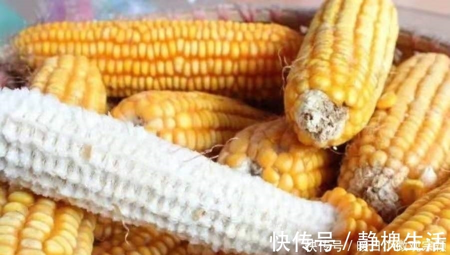 玉米粒|三十年了，这天然饵着实令人佩服，草鱼鲤鱼一见就咬钩，特别过瘾