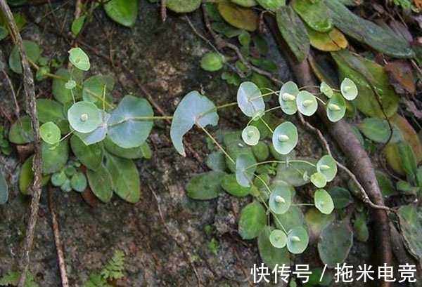 野草|农村人称“穿心莲”，山区石缝中的稀罕物品，如果有幸遇见别采摘