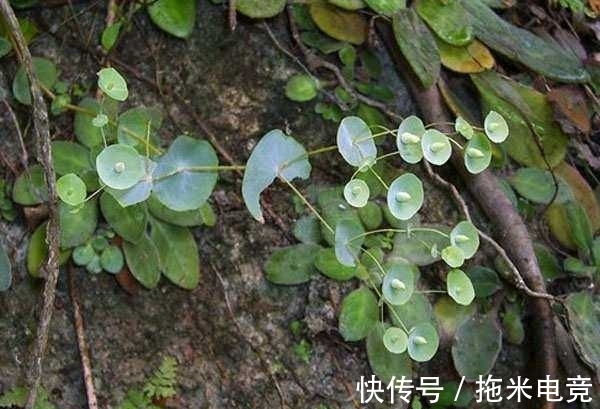 野草|农村人称“穿心莲”,山区石缝中的稀罕物品,如果有幸遇见别采摘