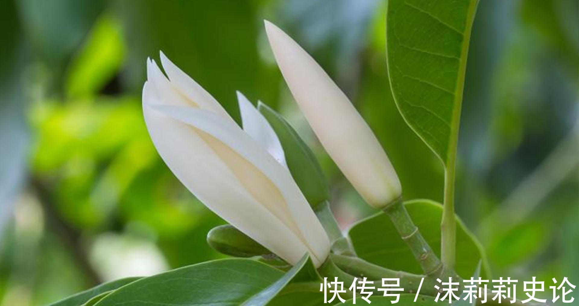 白兰花秋末养护，抓住2个重点，不仅能增强抵抗力，还能减少冻害