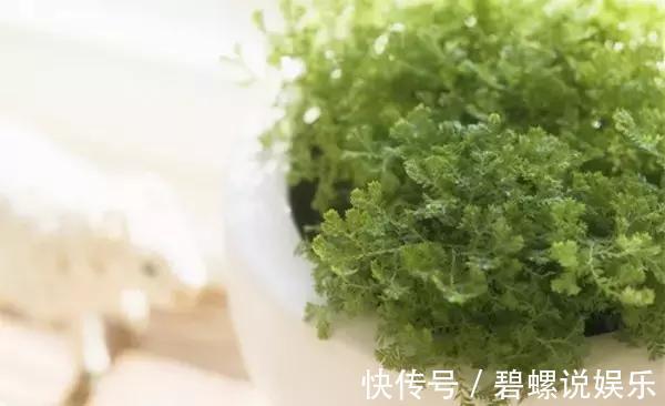 淘米水|很多人问淘米水能直接浇花吗一个步骤教你将其变成绝佳肥料!