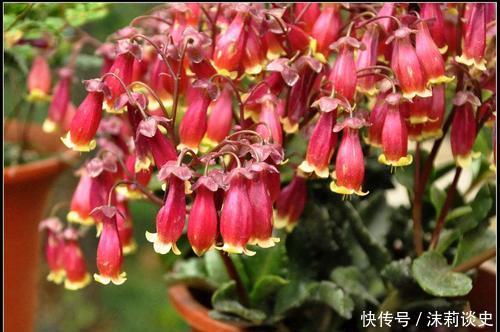 冬春养花选它，好养护颜值高，仙气飘飘，适合新手！