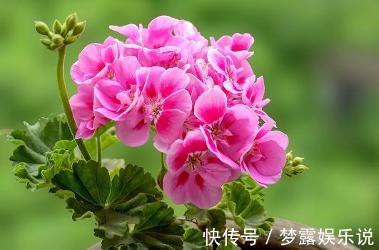 花卉|养花就养盆颜值高的花卉，四季开花，媲美玫瑰，观赏价值高，超美