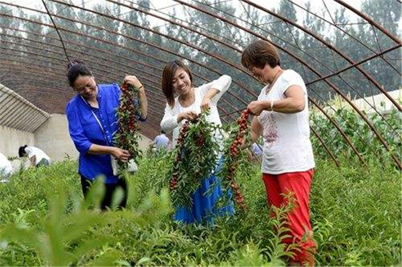 水果|钙含量为水果之最,被称作“钙果”,老人孩子可多吃,如今正当季