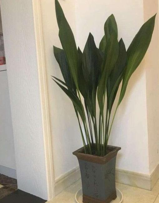 卫生间|卫生间''除异味''大招放置3种绿植除臭，居家环境更舒适