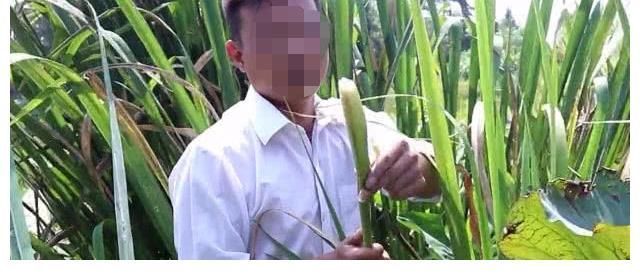 野菜|春天一种常见的野菜,拿来炒肉味道一绝,有降血压降血脂的作用