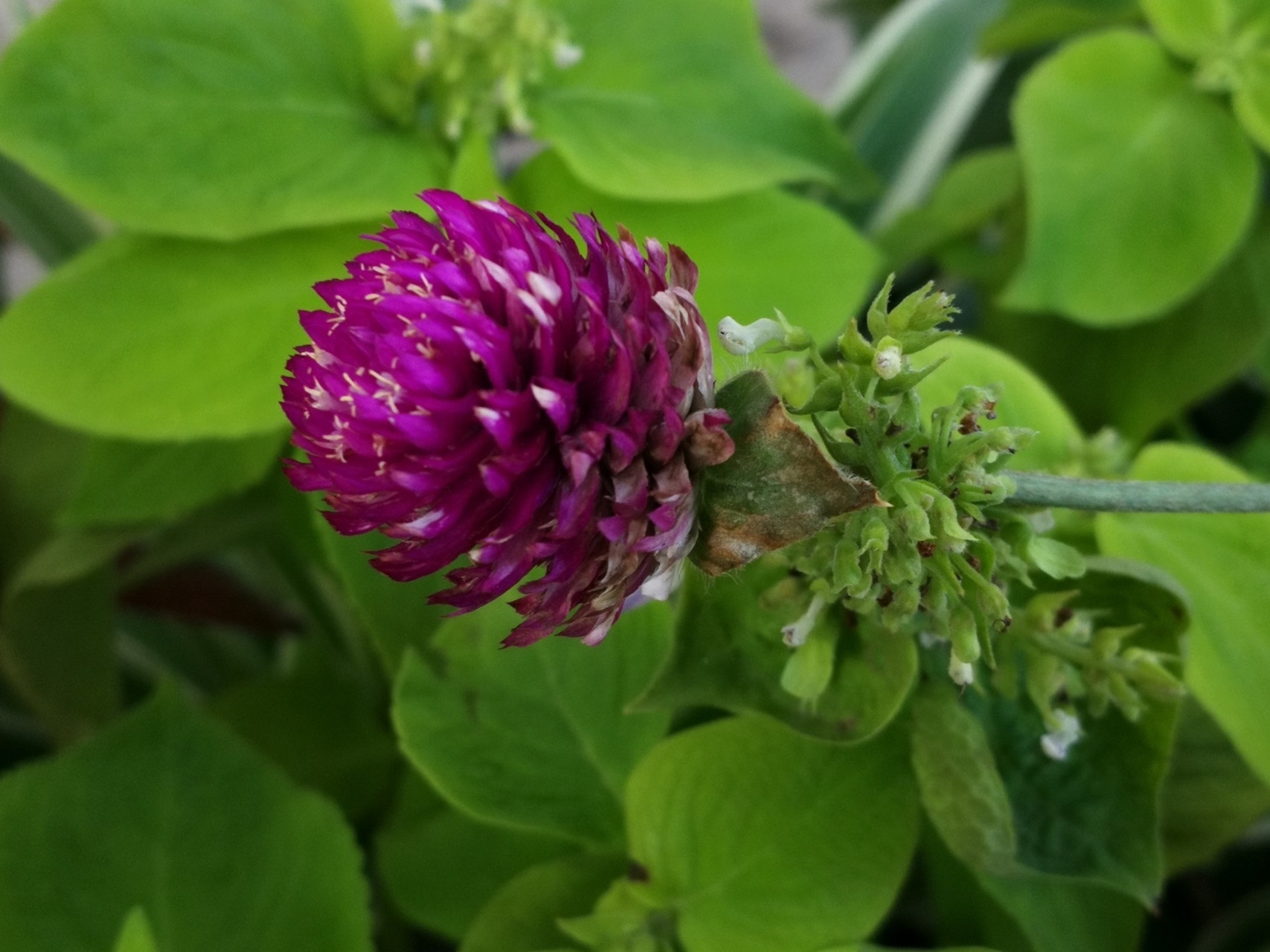 此花艳丽多姿,十分惹人喜爱,适合送给恋人,是忠贞不渝的象征