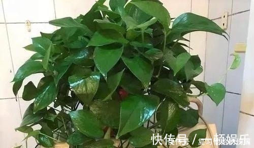花朵|什么淘米水、黄豆水,都不如1勺粉末,用来养花,花开爆盆!