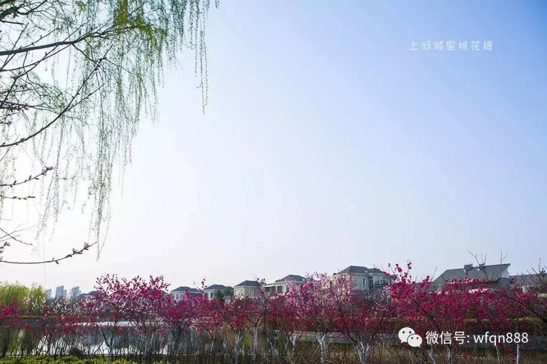 桃花依旧笑春风&书生对少女一见钟情，写下一首千古名诗，还因此抱得美人归