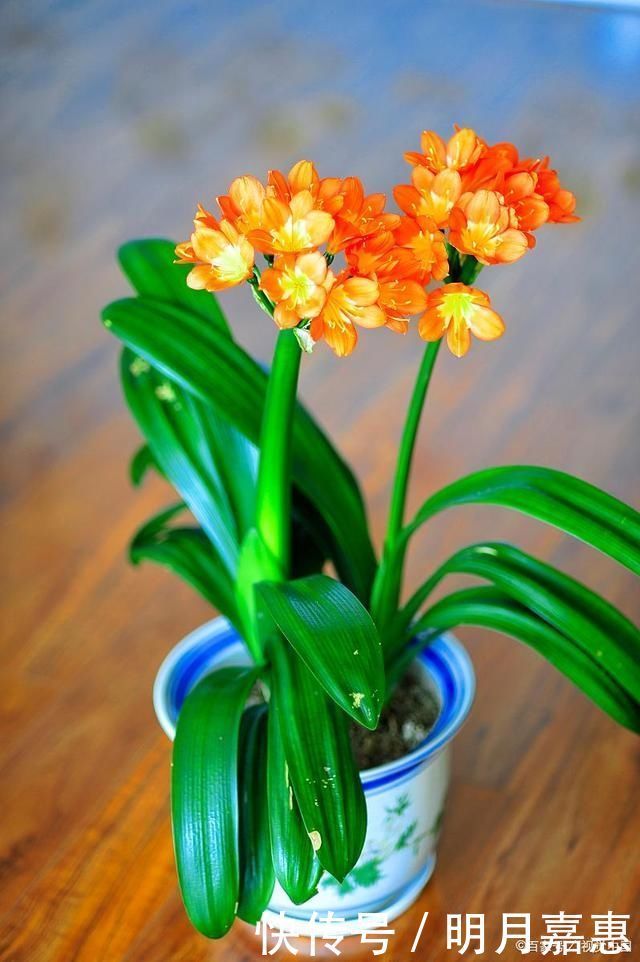 4种花被人们称为“穷命花”,不能住“大房子”,挤挤反而易爆盆