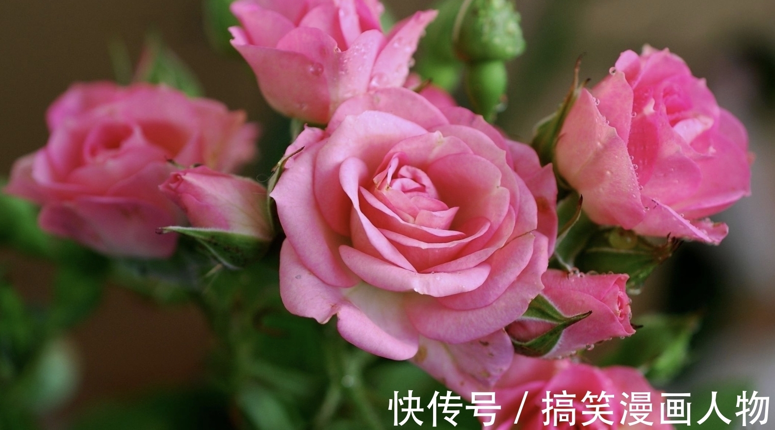 生肖牛|8月,苦苦相思,难解的爱,思念入骨,3生肖桃花运入命,难舍难分