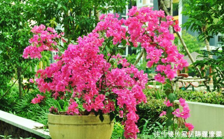 发黄|三角梅开花很简单,1种肥料常年用,叶片不发黄,四季花开不停!