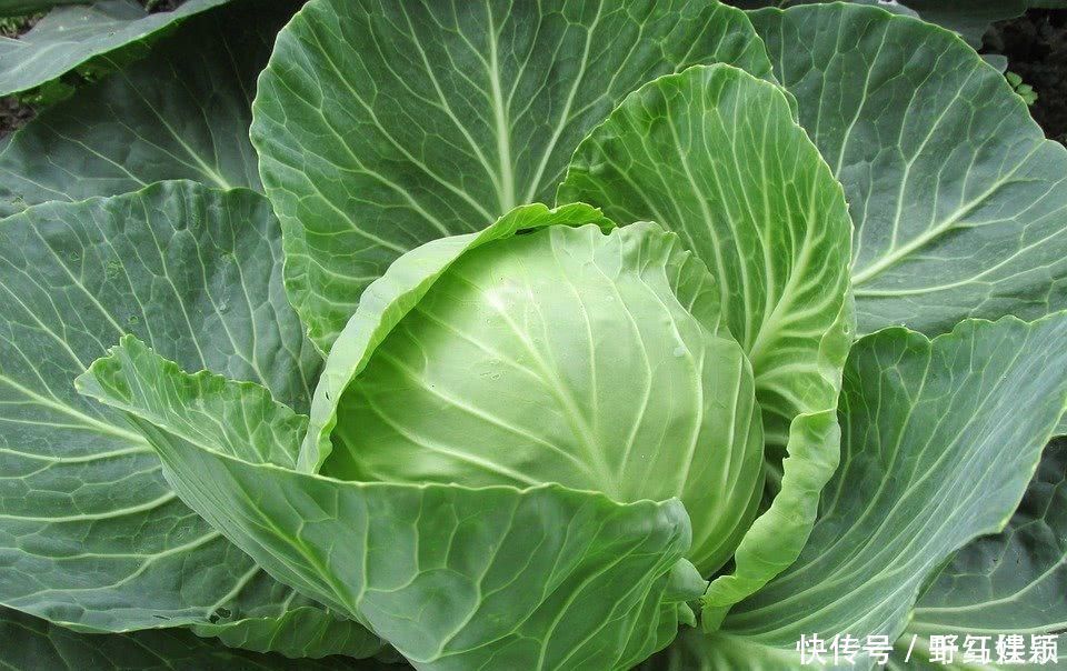 发现了糖尿病的“天敌”医生正确地吃了6种食物,血糖就会稳定