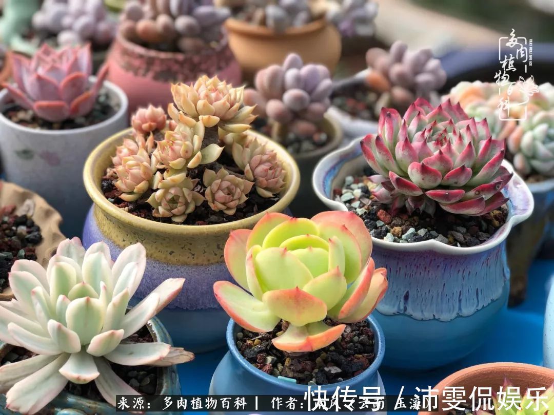 深秋里,种多肉、赏多肉、会肉友,马不停蹄快乐多!