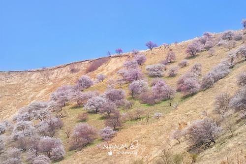 再过几天，新疆的这里将成为杏花的海洋，漫山遍野的盛景