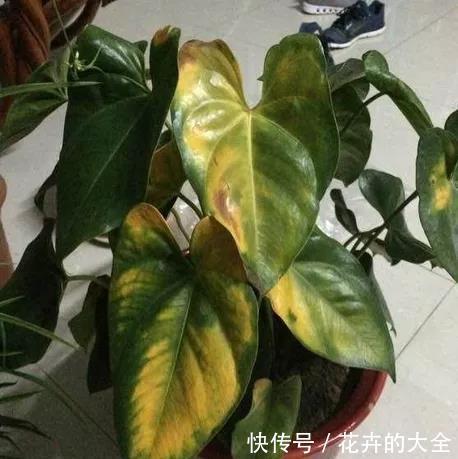 绿叶|红鹅掌养护好,绿叶出现焦边,开花数量少,老花农教你解决