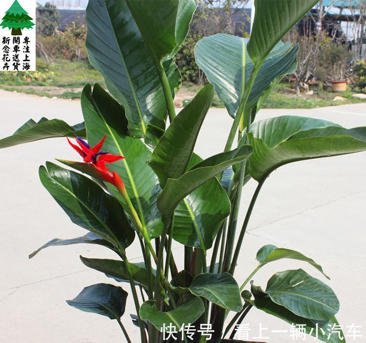 霜降之后，适合客厅养的三种盆栽，耐阴好养，关键净化空气效果好