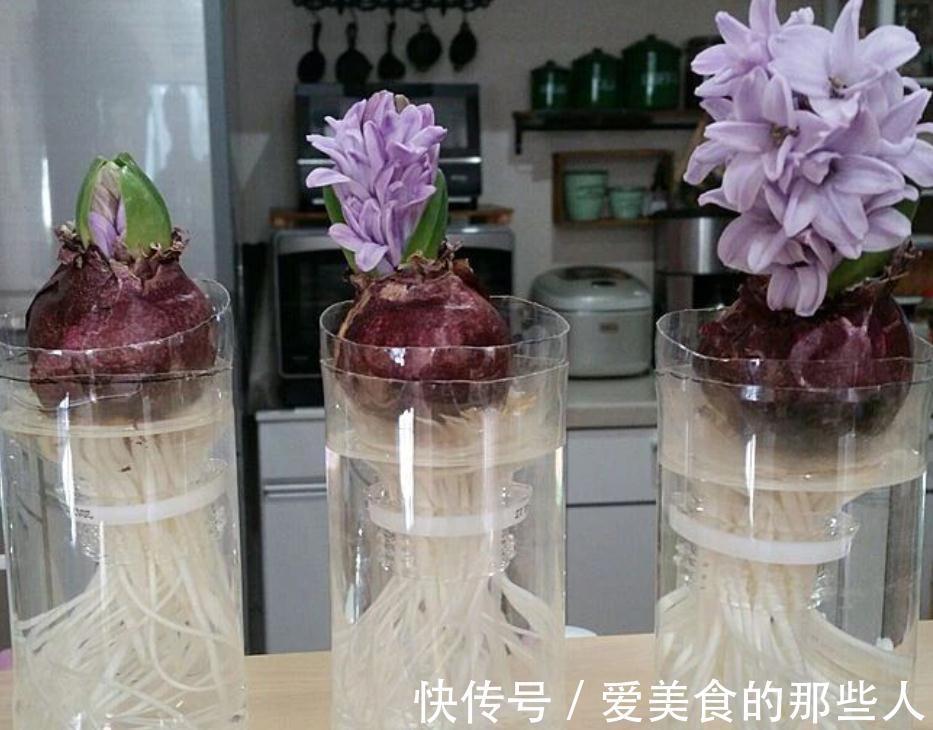 家庭园艺:栽种1盆风信子,需要具备什么条件才能花开锦绣?