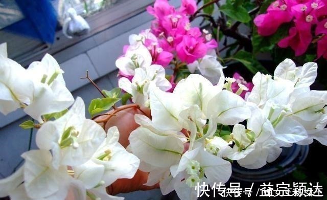 磷酸二氢钾，喷叶子好还是灌根好看一眼就能明白，别弄错了！