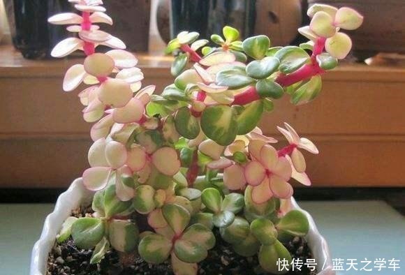 胡大妈是养花达人,最喜欢“金枝玉叶”,就用3个技巧,枝枝有花!