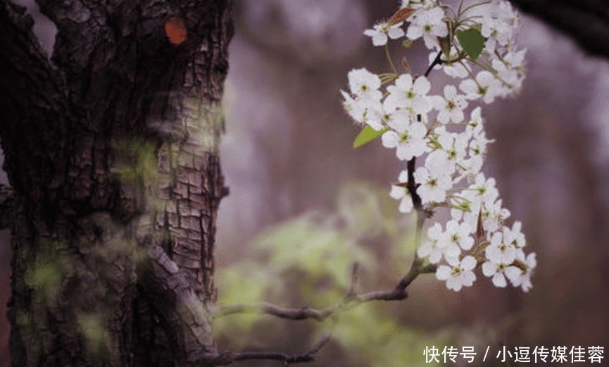 友人|苏轼写给友人的这一诗，写的是梨花，说的却是人生