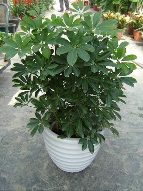 冬天在家养这5种花,“空气”更干净,雾霾天也不怕