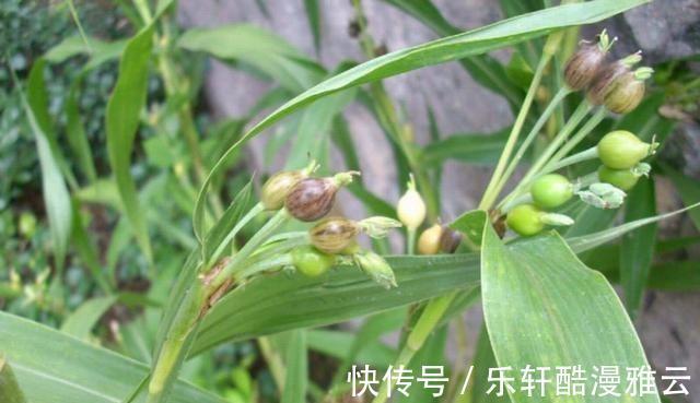 大米|农村随处可见的“草珠子”,原来是一种“米”,比普通大米更昂贵