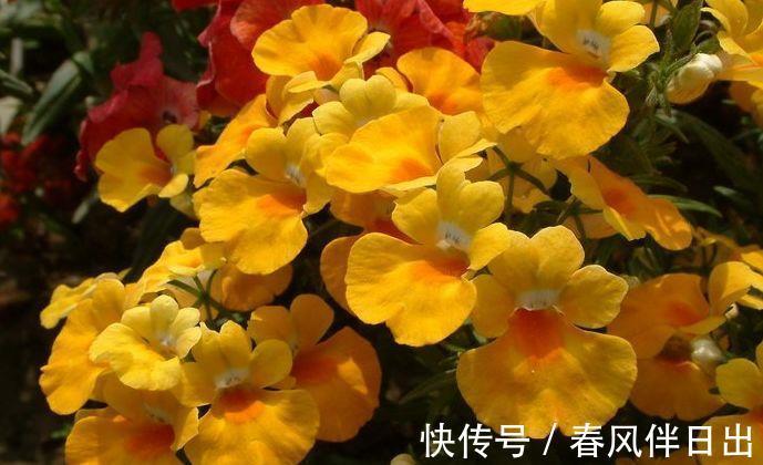 盆栽|春节过后家里阳台养此款花,开花幽香暗淡,扦插一根枝条就活