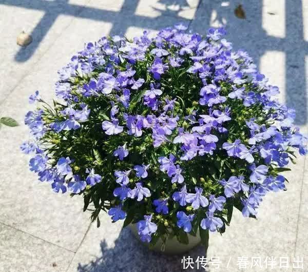 春天养花有妙招，院子里栽一棵“花王”，满院“春光”，特别喜人