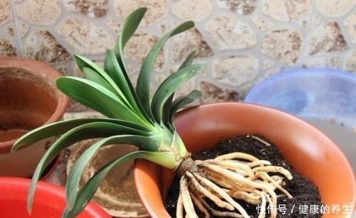 夏天养君子兰,记住“两不能”,养成好状态,入秋就开花!