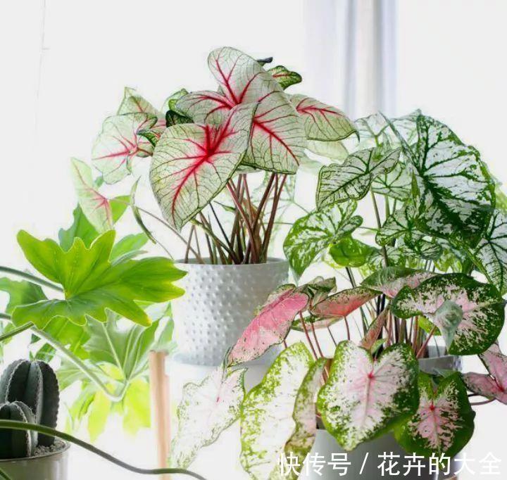 利于健康的“9种花”,株型雅致有格调,寓意“吉祥”有韵味