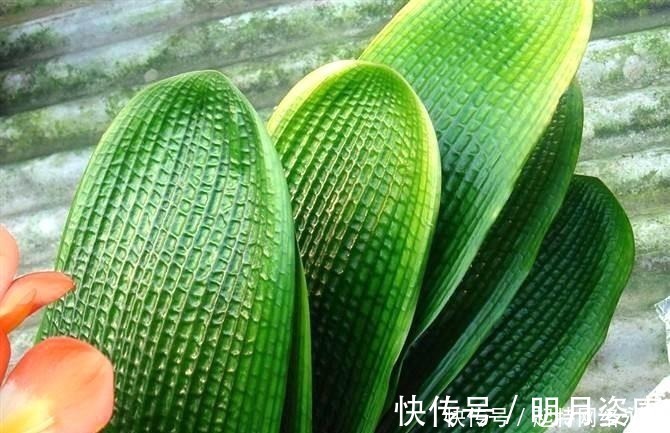 根壮|路边捡一把扔到花盆里,土壤肥的流油,根壮不腐烂,3年不用换土