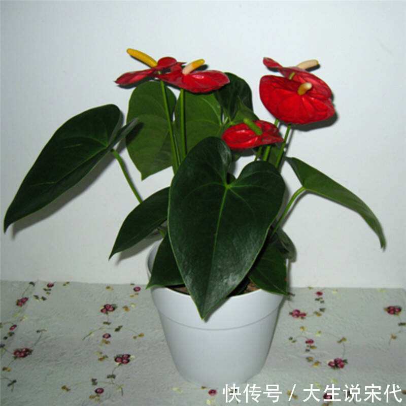 浇花别只用清水,水里加点它,不烂根不黄叶,比买的肥料还好