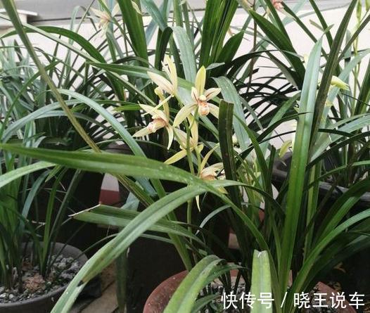 兰花繁殖有妙招,用对方法很关键,不用几天一盆变成七八盆