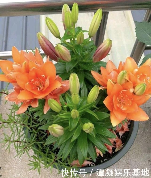 家里养花“别瞎买”,5种花是“有毒”的,对大人小孩都不好