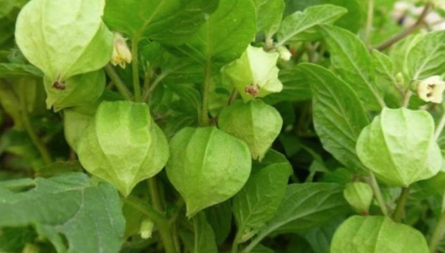 灯笼草|咳嗽,咽喉痛农村一种野果,好吃还治病