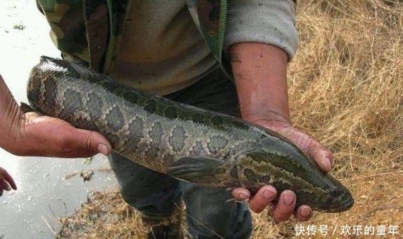 废弃野塘钓罗非鱼，竟上了条“彩虹雷龙”！