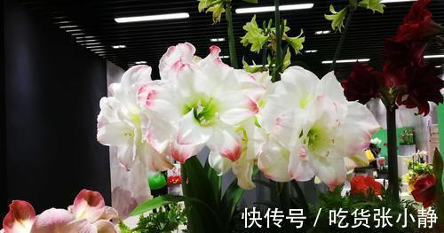 5种漂亮花，天冷多晒晒，越晒长得越健壮，花开得又多又大