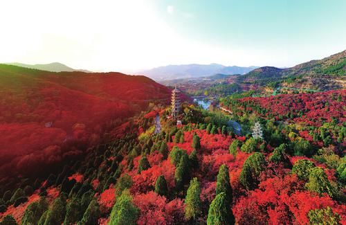 红叶节|红叶谷漫山红遍 景区倡导游客错峰出行