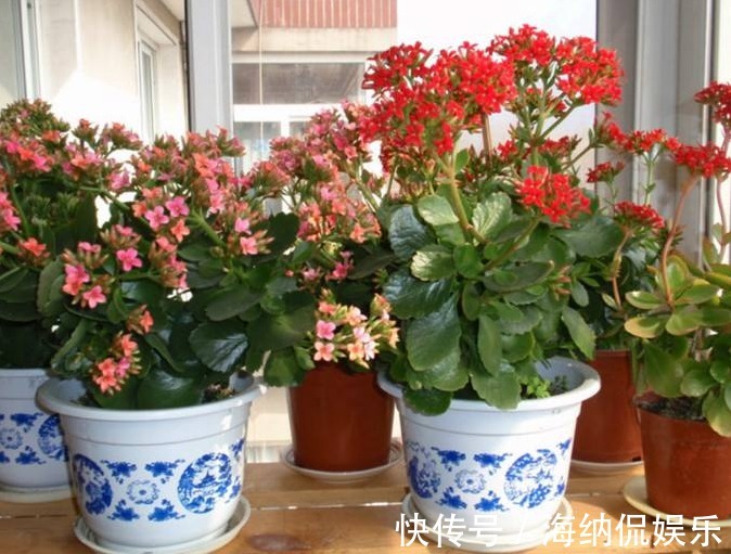 谨记|此3种“盆栽花”不能随便送人,养家养人又“镇宅”,要谨记