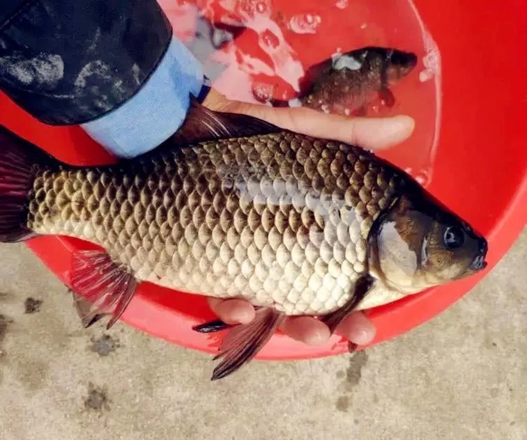 野钓高手:寒冬钓鲫鱼,加这几种材料,鲫鱼比夏天都好钓