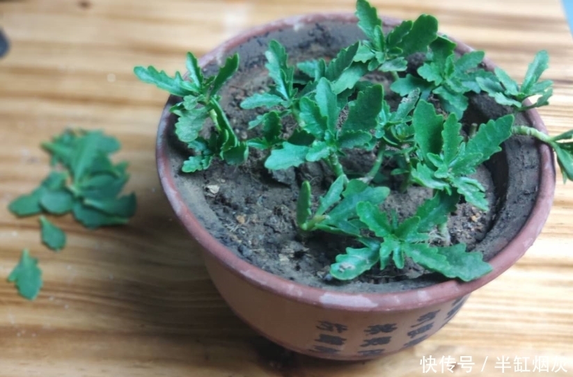 长寿花5月花期结束,休眠前准备3点,9月多分花芽,入冬花量翻倍