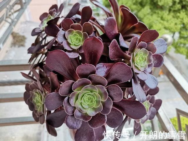 这3种多肉是“喜水”大户，一缺水就发黄，“泡水里”反而长得欢