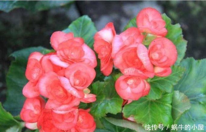 养花就养4种花,家里养一盆,花大色艳胜玫瑰,花开芳香四溢