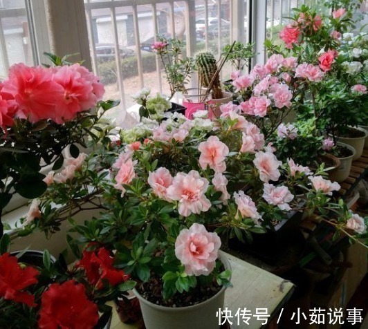 肥料|养花最容易犯的“5个错”,只要不改正,养一盆死一盆,赶紧调整