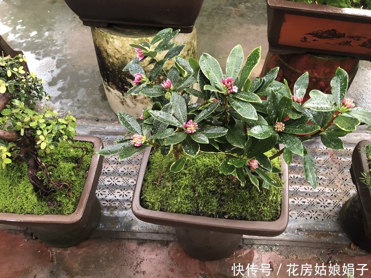 神奇的金边瑞香,科学的养护管理,花香四溢,开花爆盆