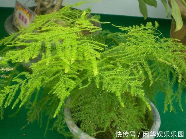 几种花全是绿叶，放在家里充当空气净化器，耐阴又好养