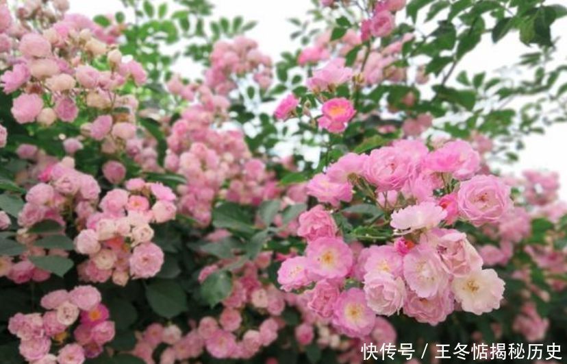 4种花是“开花机器”,全年开花不断,养花首选,1盆能开100朵花