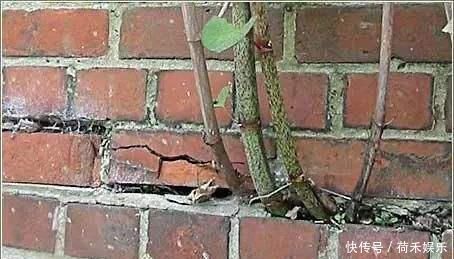 此植物引入英国后,造成灾难,想铲除都难,而在国内却是香饽饽