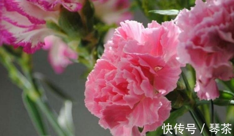 养花就养这几款，花开繁盛花香怡人，花朵粉嫩丰腴，绚丽夺目